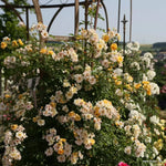 Sunny Siluetta