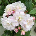 Sweet Siluetta