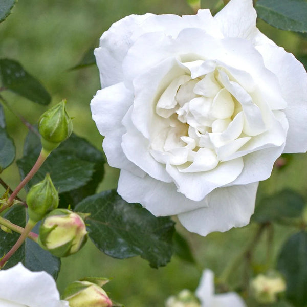 New Dawn White Rose