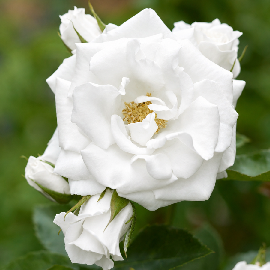 Majolica White