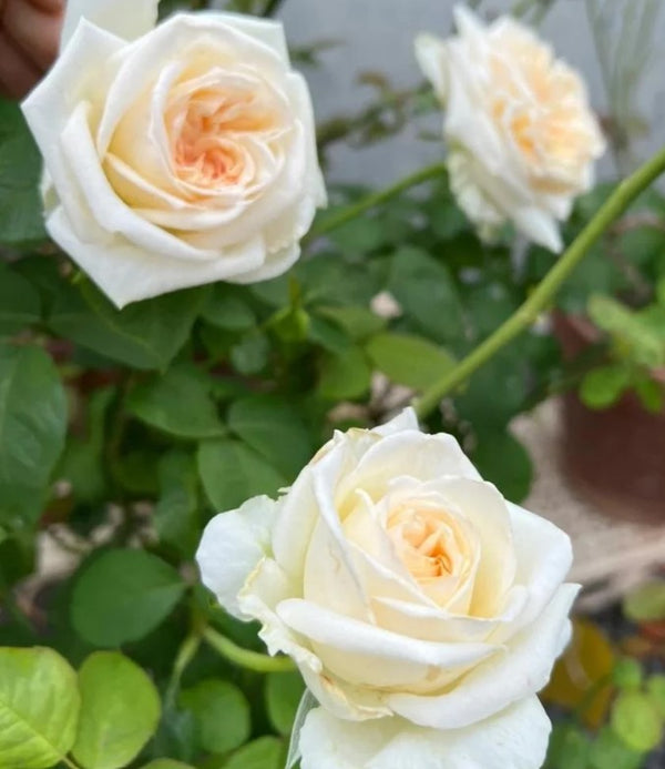 White O Hara
