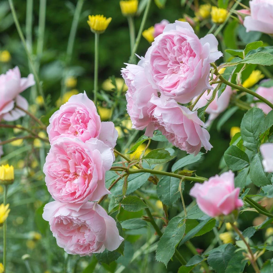 Wisley 2008 (Ausbreeze)
