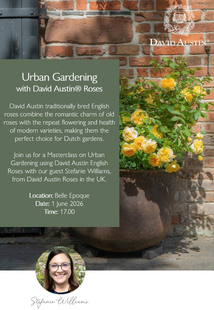Urban Gardening with David Austin Roses | June 1 | 5:00 PM